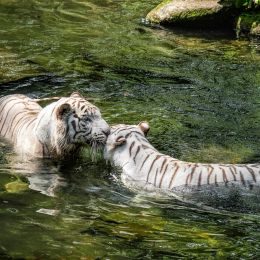 whitetigers