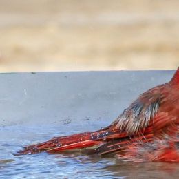 bathingduo