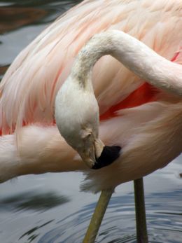 PRETTY AND PINK