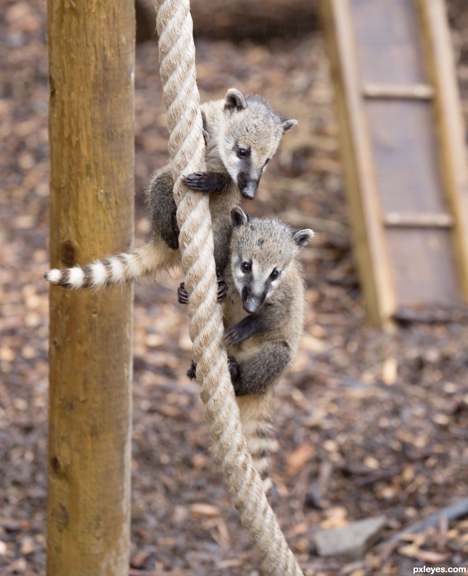 Baby Coatis - bundles of naughtiness