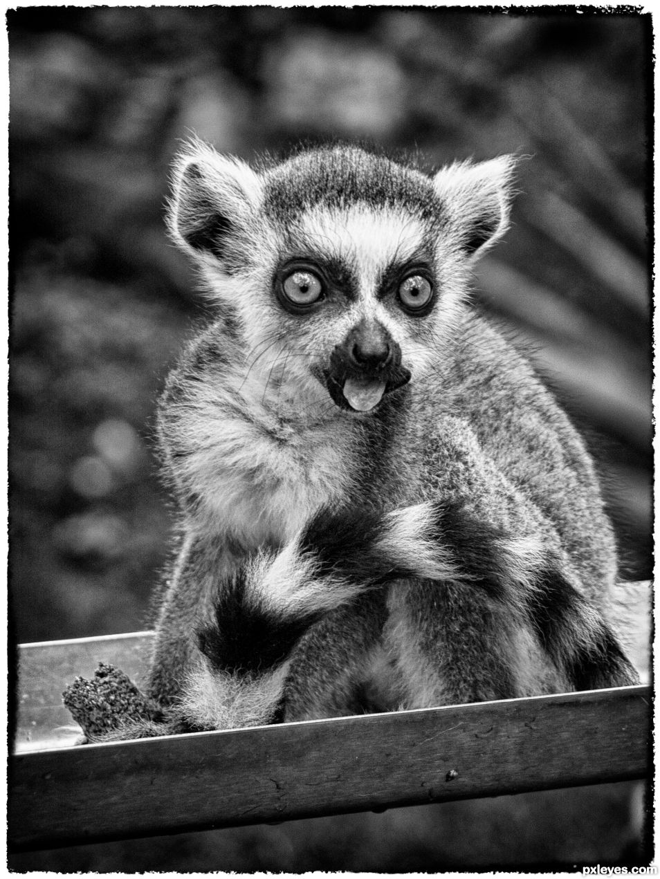 Baby Lemur