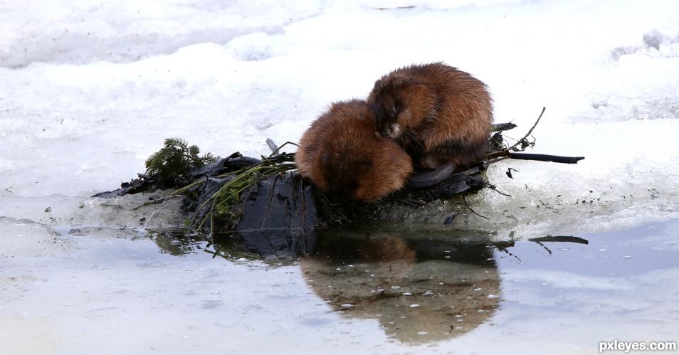 Muskrat Love