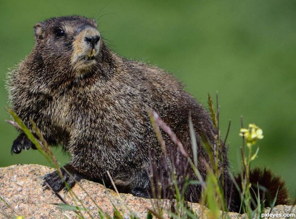 Mr. Marmot