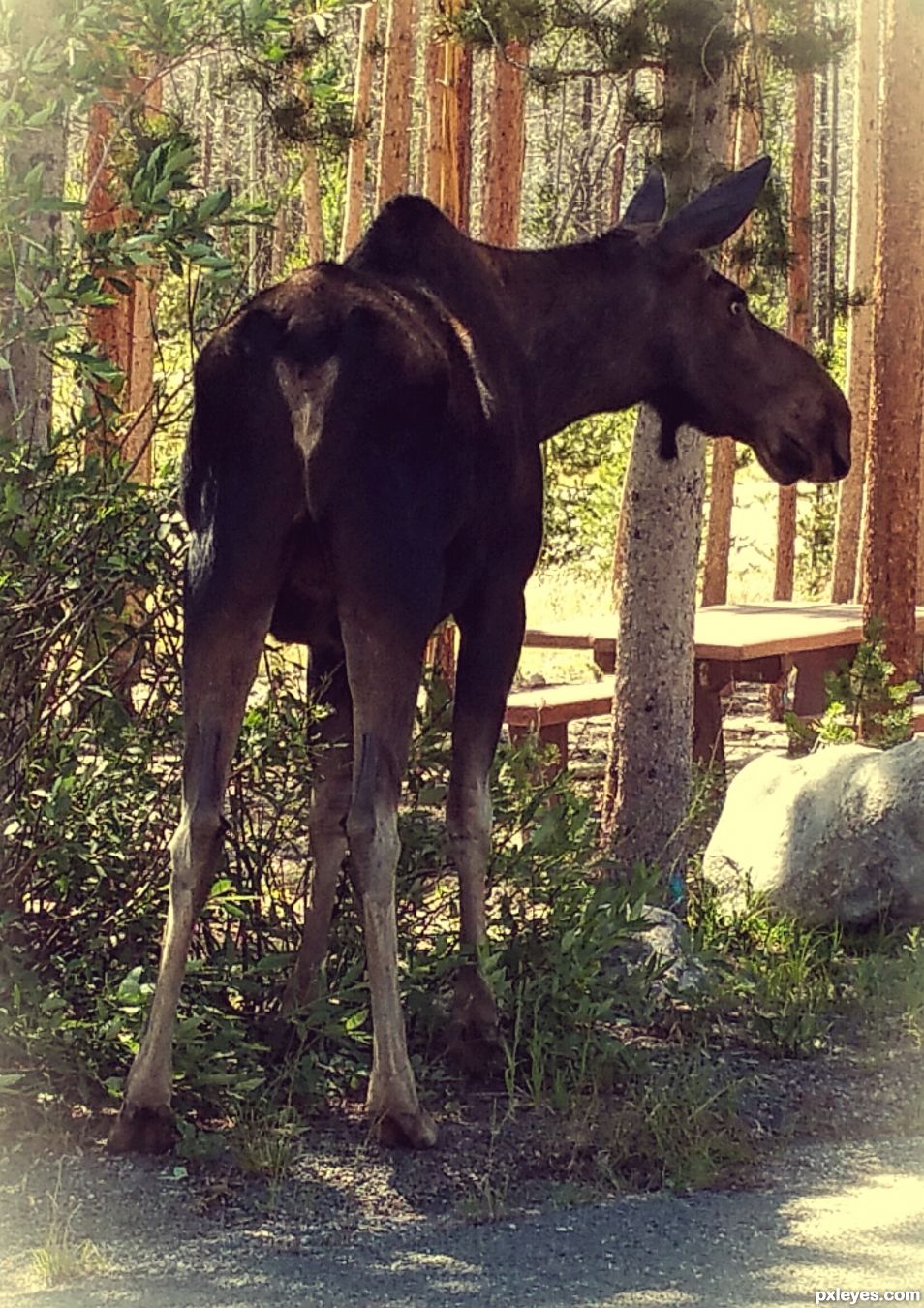 Baby bull moose