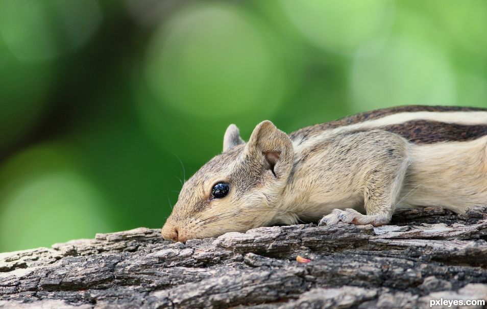 Cute Squirrel