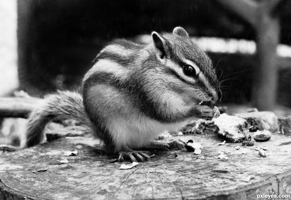 Chipmunk