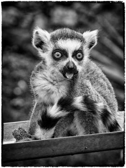 Baby Lemur