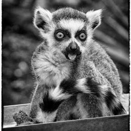 BabyLemur