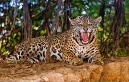 Jaguar Picture