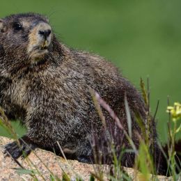 Mr. Marmot Picture