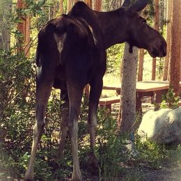 Baby bull moose Picture