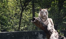 White Tiger