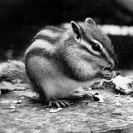 Chipmunk