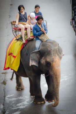 Elephant ride