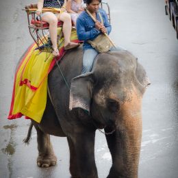 Elephantride