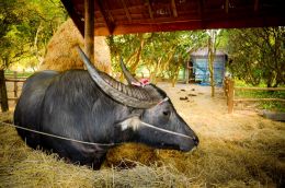 Carabao