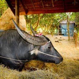 Carabao