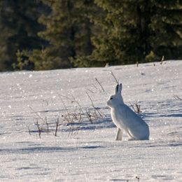 Hare