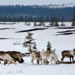 Raindeers