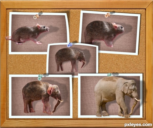 Creation of Ratmorph Elephant: Final Result