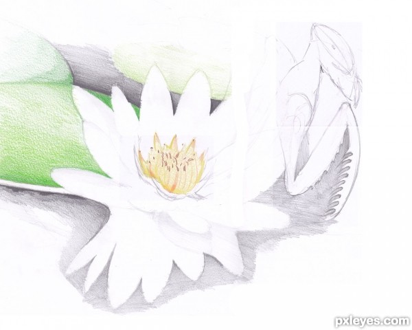 Creation of floromantis: Step 2
