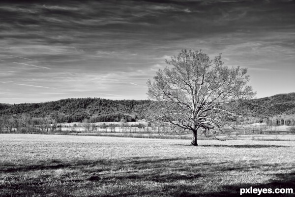 Lonely tree.