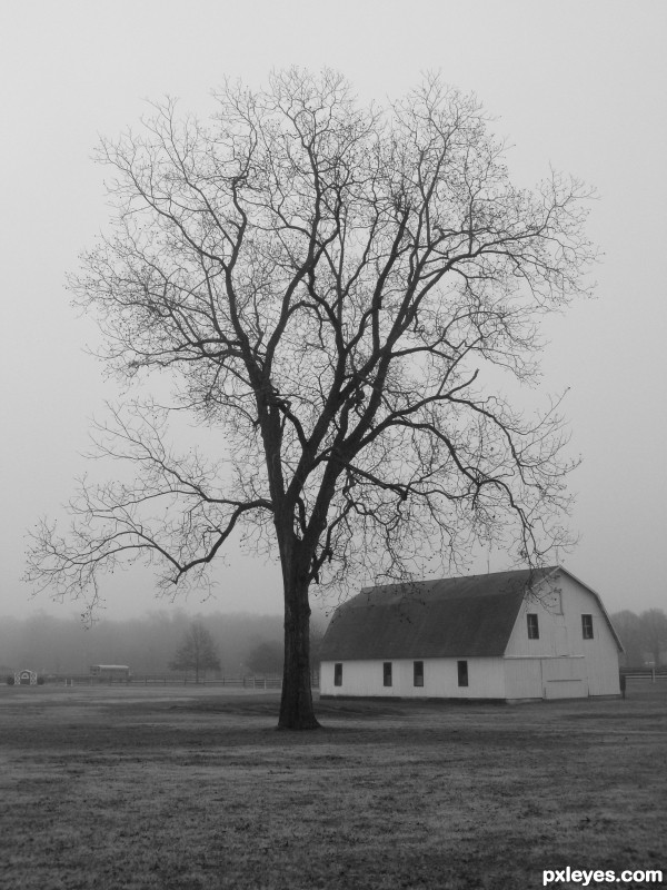 Old barn, lone tree