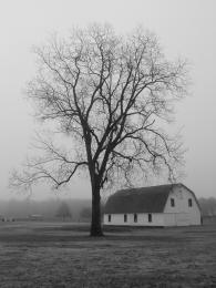 Old barn, lone tree