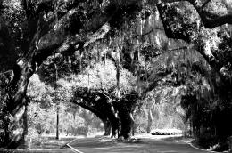 Landscape tunnel