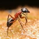 ant closeup photoshop contest