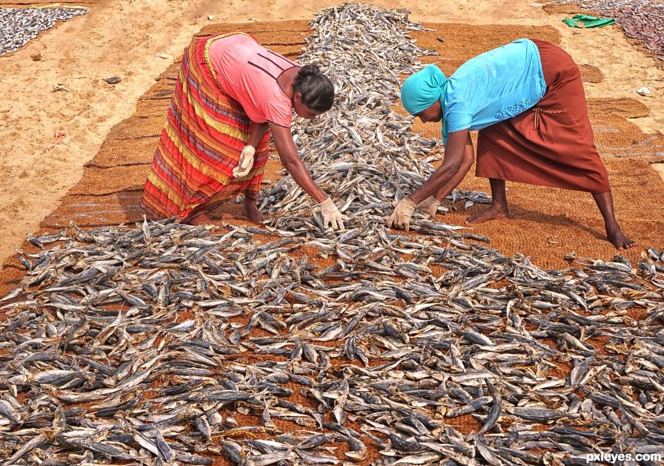 Drying Fish