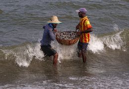 Harvesting the Sea