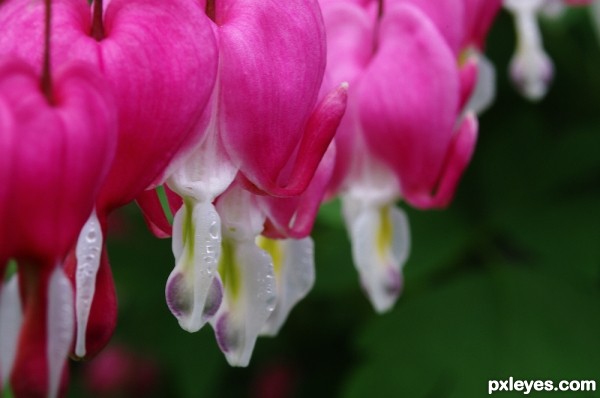 Bleeding Hearts