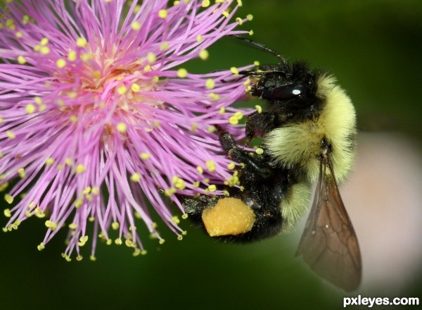 Pollen Time