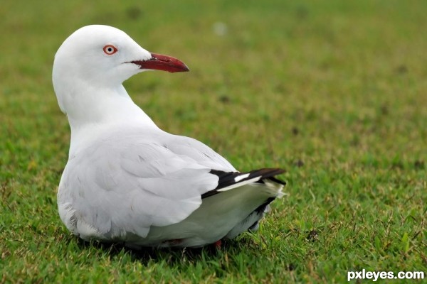 Sitting seagull