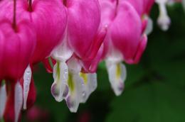 Bleeding Hearts