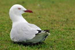 Sitting seagull