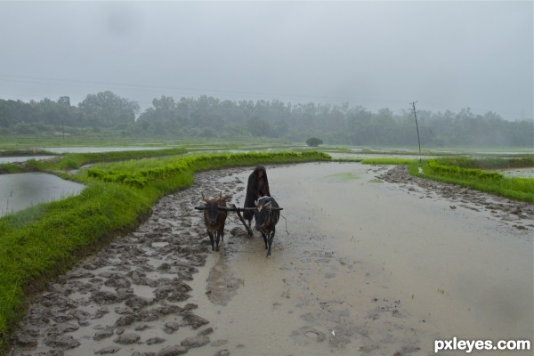 Paddy Fields