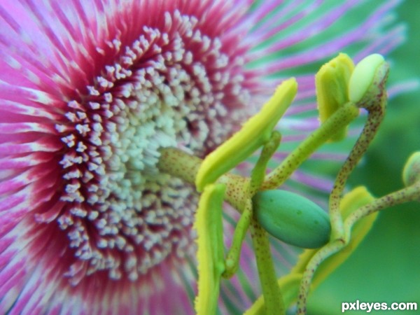 Passiflora nephrodes