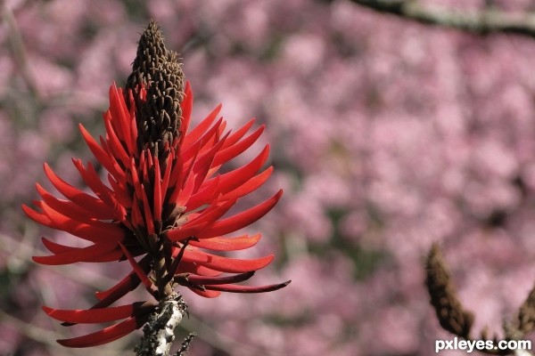 Red flower