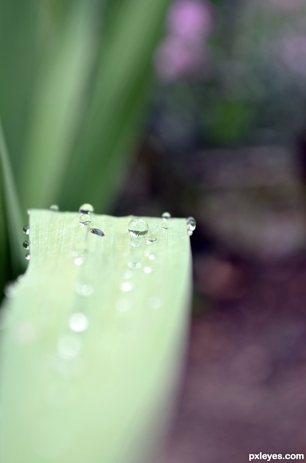 waterdrops