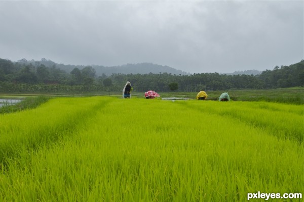 work in the fields