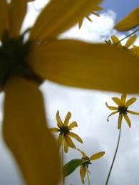 Flower constellation