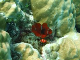 Great Barrier Reef