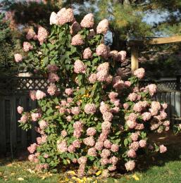 Monster Hydrangea