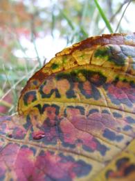 Naturegivesrisetoart