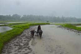 Paddy Fields