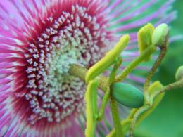 Passiflora nephrodes