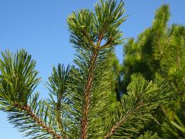 Pine