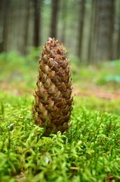 pinecone